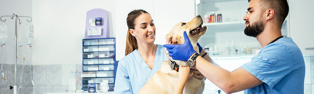 Tierarztpraxis behandelt einen Hund - EDI-Services für ARGE Tierarzneimittel