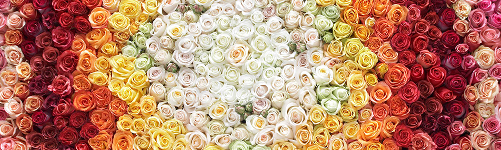 Blumen von Klimesch in verschiedenen Farben: steht für die digitale Anbindung von Klimesch mit dem Lebensmitteleinzelhandel