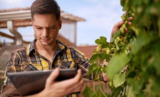 Young man cultivating hops and holding a tablet